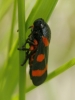 Cercopis intermedia