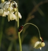 Cercopis intermedia