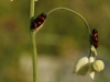 Cercopis intermedia