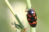 Cercopis intermedia