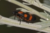 Cercopis intermedia