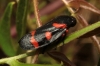 Cercopis intermedia