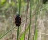 Cercopis intermedia