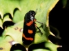 Cercopis intermedia
