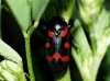 Cercopis intermedia