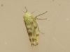 Chlorita sp.