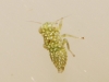 Chlorita sp.