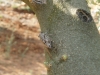 Cicada orni