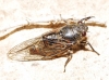 Cicadetta sp.