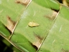 Deltocephalinae