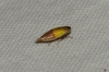 Doratura sp. Doratura sp.
