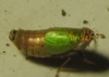 Doratura sp.