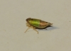Doratura sp. Doratura sp.