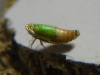 Doratura sp. Doratura sp.