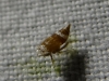 Doratura sp.