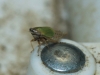 Doratura sp. Doratura sp.