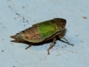 Doratura sp. Doratura sp.