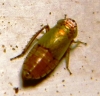 Doratura sp. Doratura sp.