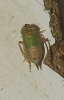 Doratura sp. Doratura sp.
