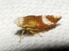 Doratura sp. Doratura sp.