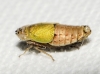 Doratura sp. Doratura sp.