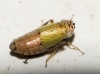 Doratura sp. Doratura sp.