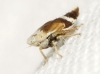 Doratura sp. Doratura sp.