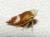 Doratura sp. Doratura sp.
