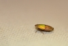 Doratura sp. Doratura sp.