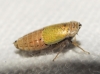 Doratura sp. Doratura sp.