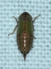 Doratura sp. Doratura sp.