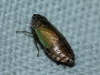 Doratura sp. Doratura sp.
