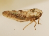 Dryodurgades reticulatus