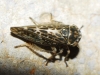 Dryodurgades reticulatus