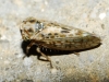 Dryodurgades reticulatus