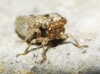 Dryodurgades reticulatus