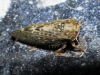 Dryodurgades reticulatus