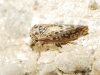 Dryodurgades reticulatus