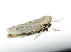 Ebarrius interstinctus (Fieber 1869) [?]