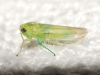 Empoasca sp.