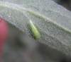 Empoasca sp.