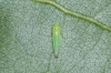 Empoasca sp.