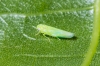 Empoasca sp.