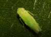 Empoasca sp.
