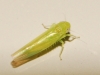 Empoasca sp.