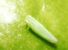 Empoasca sp.