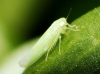 Empoasca sp.