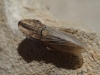 Eupelix cuspidata