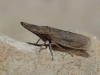 Eupelix cuspidata