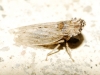 Eupelix cuspidata